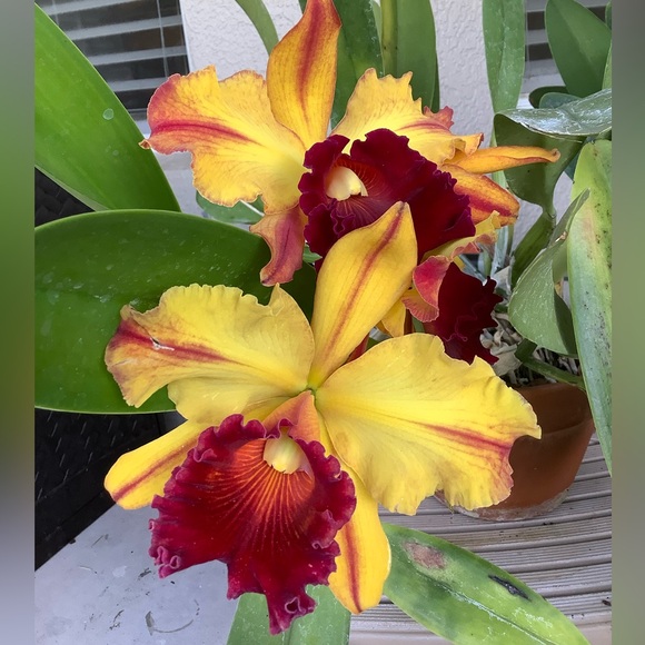 Meet your Posher, Kristiane - Picture 3 of 7